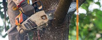 Union, OR Tree Care Services Company