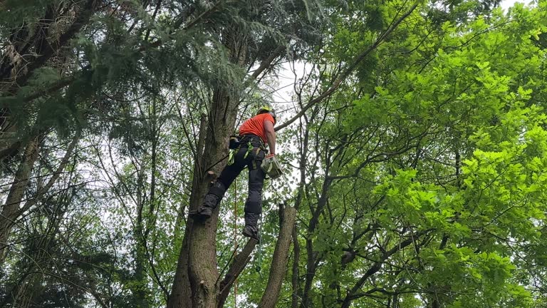 Best Tree Mulching  in Union, OR