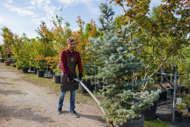 How Our Tree Care Process Works  in  Union, OR